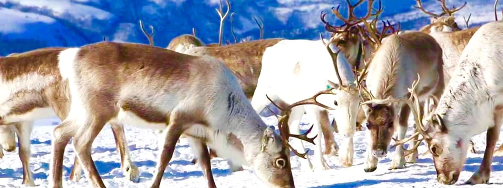 Herders in the Arctic Herders in the Arctic
