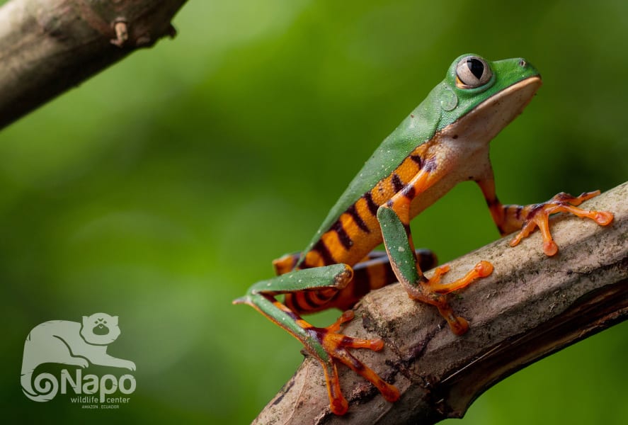 Napo Wildlife Center Ecolodge Yasunin National Park Ecuador undefined