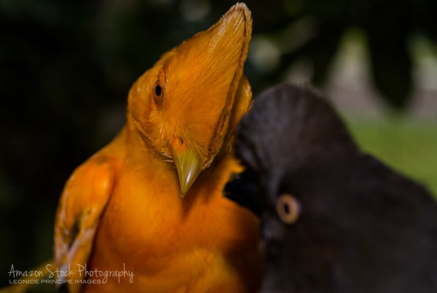 Amazon Emotions Jungle Lodge Amazon Rainforest Brazil undefined