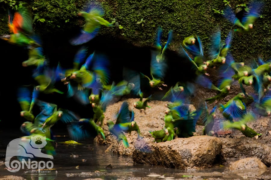 Napo Wildlife Center Ecolodge Yasunin National Park Ecuador undefined