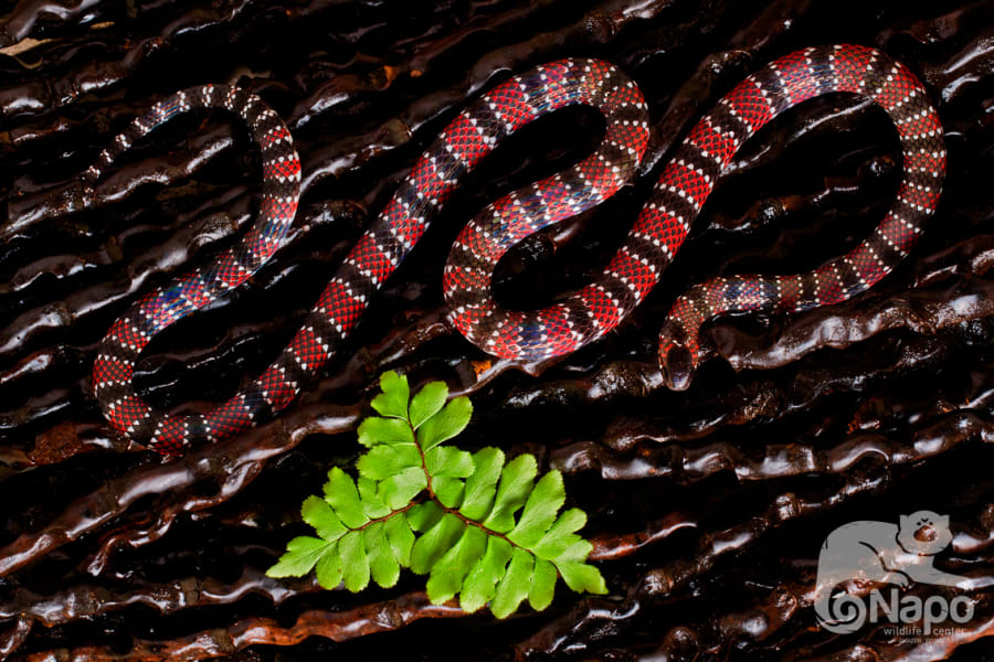 Napo Wildlife Center Ecolodge Yasunin National Park Ecuador undefined