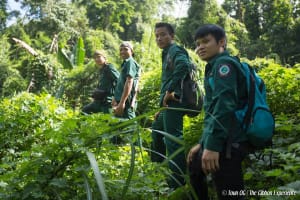 The Gibbon Experience