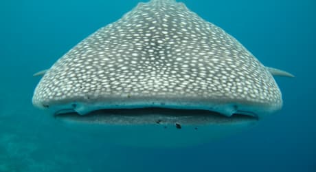 Whale Shark Researcher For a Day