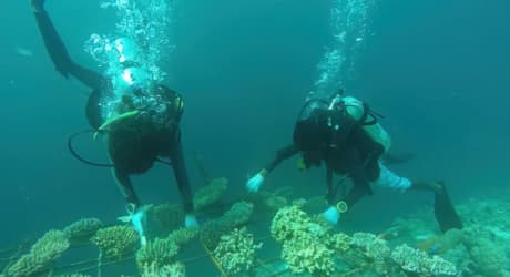 Dive to Conserve Marine Life in the Maldives