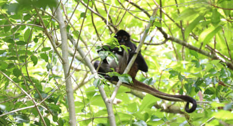 Mangroves, Sea Turtles and Jungle Maya Ruins