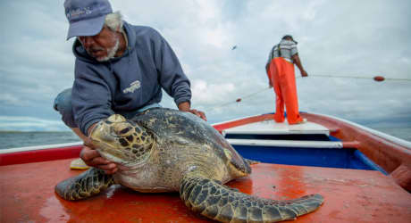 Gray Whale and Sea Turtle Research Camp