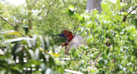 Nature Adventure & Maya Temples