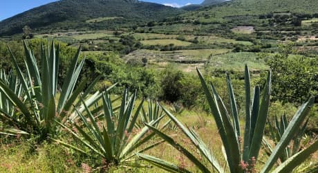 I Sapori di Oaxaca - Agave & Mais
