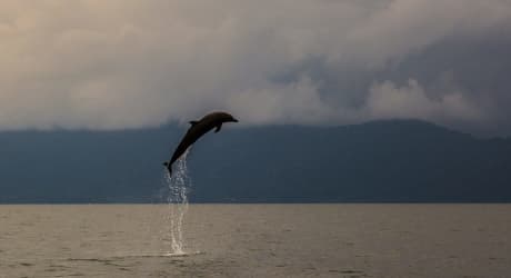 Avvistamento di Delfini e Balene nel Golfo Dulce
