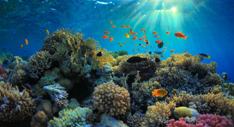 Caribbean Natural & Cultural Wonders