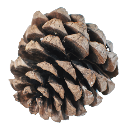 Pinecone real