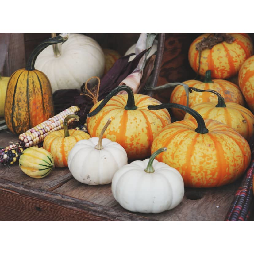 Pumpkins & Gourds