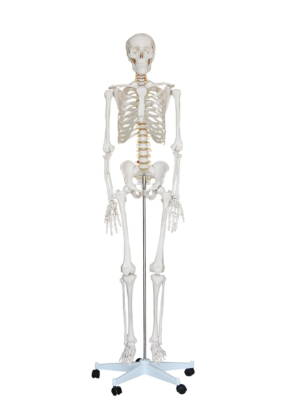 2: Medical Skeleton