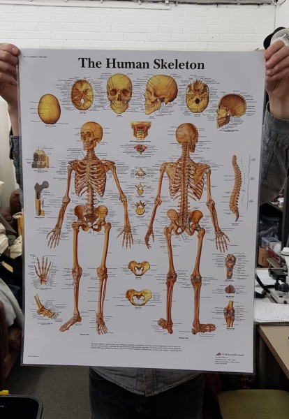 1: The Human Skeleton Poster