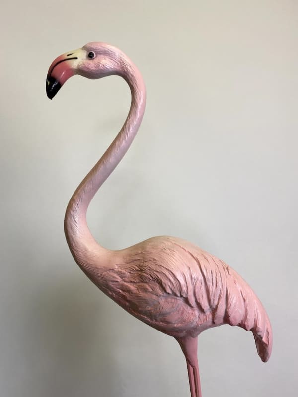 5: Flamingo