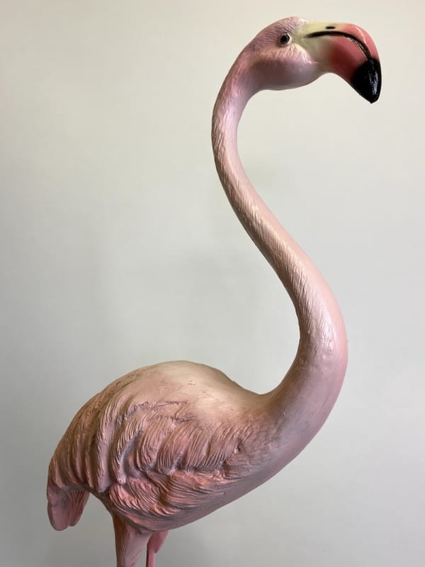 5: Flamingo