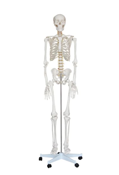 Medical Skeleton