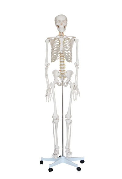 Medical Skeleton