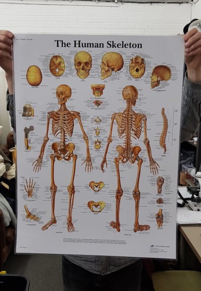 The Human Skeleton Poster