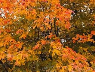 Maple