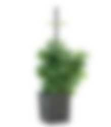 1. Für Balkon-Gärtner*innen 