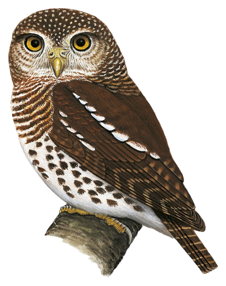 Birds Owlet ブラウン 0136 φ74×H109mm / 359g Birds by Toikka | Owlet | iittala
