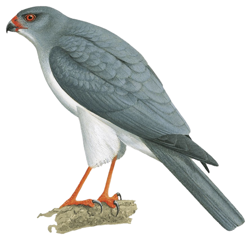 イギリス　英国　アボッツバリー白鳥飼養所600年　5種完 NH イギリス 英国 アボッツバリー白鳥飼養所600年 5種完 NH