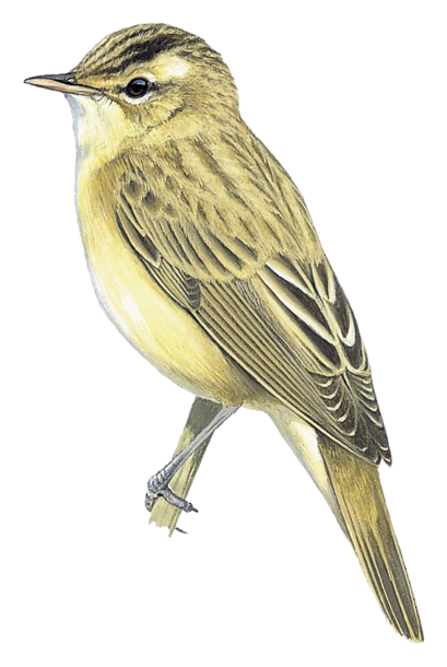 Reed Warbler リードウォーブラー　2014 ejrwb00dyhr4wnn3dxxa.png