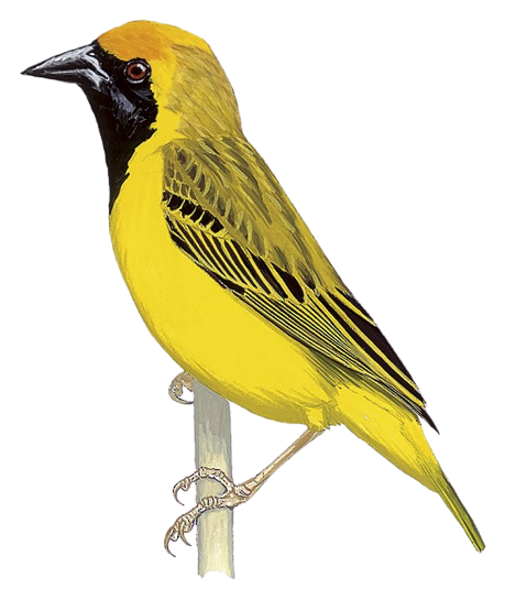 Katang Insect Katanga Masked Weaver (Upemba) | Search for Lost Birds