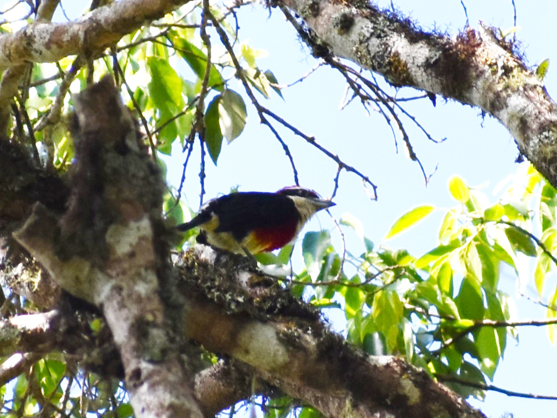 FOUND: Sira Barbet and Peruvian Solitaire in southeastern Peru | Search ...