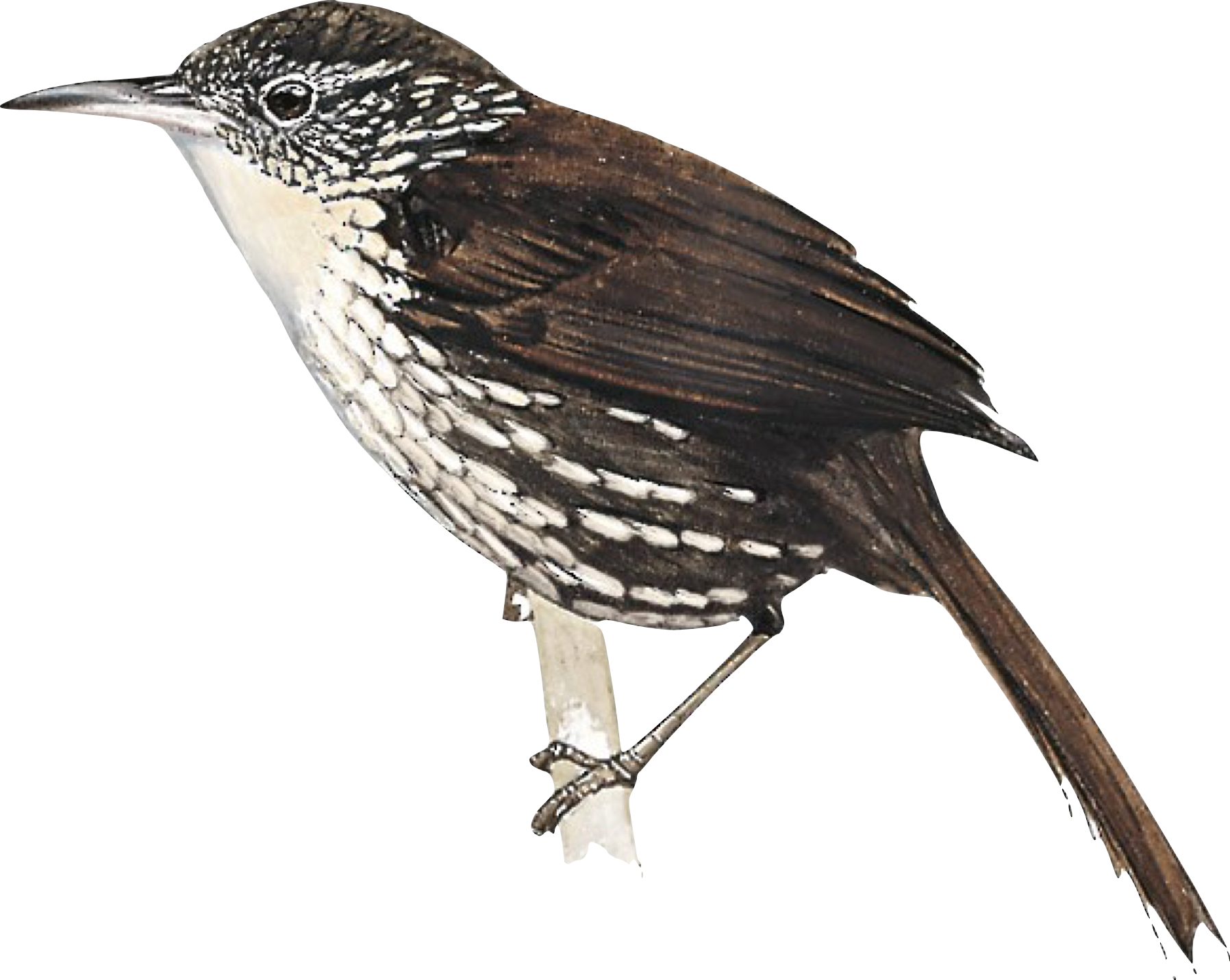 Paria Barbtail Search For Lost Birds Paria barbtail search for lost birds