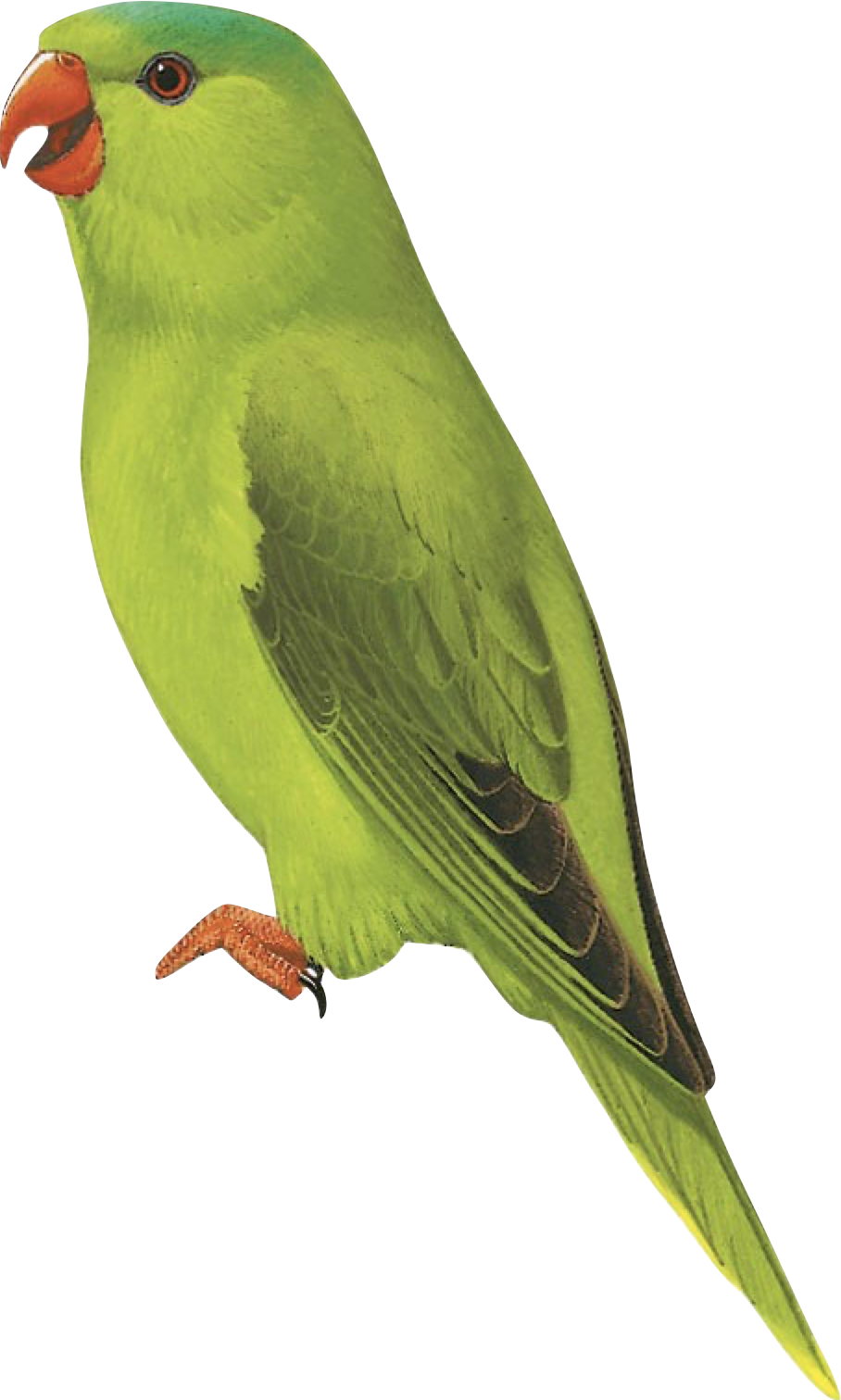 Blue fronted Lorikeet Search For Lost Birds Blue fronted lorikeet search for lost birds