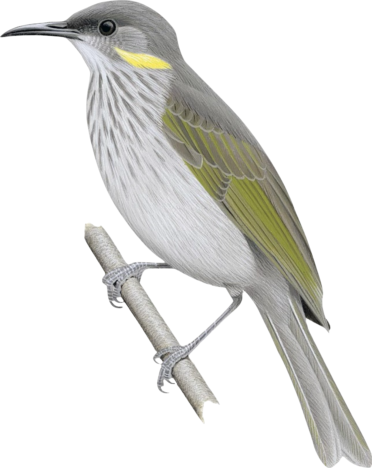 中坪淳彦 / Water * Birds * Wind xziewtwzj2cttnowe1wx.png