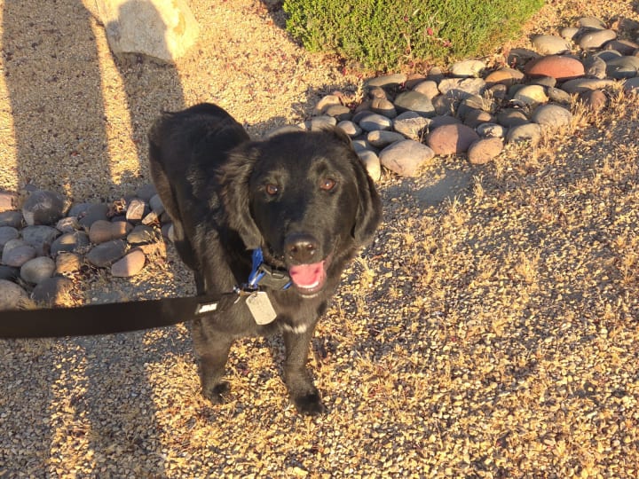 Photo of Midnight · Dog