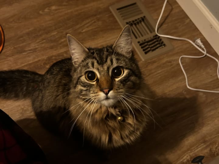 Photo of Ricky · Cat