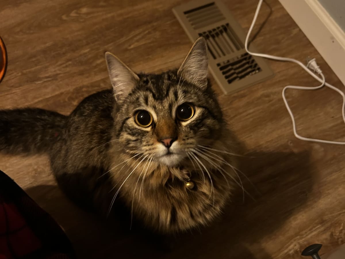 Cat photo