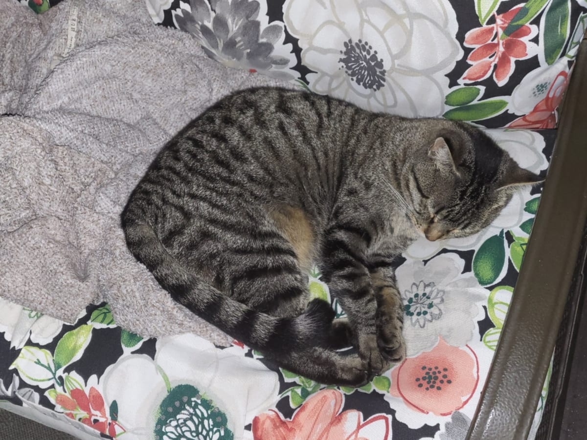 Cat photo
