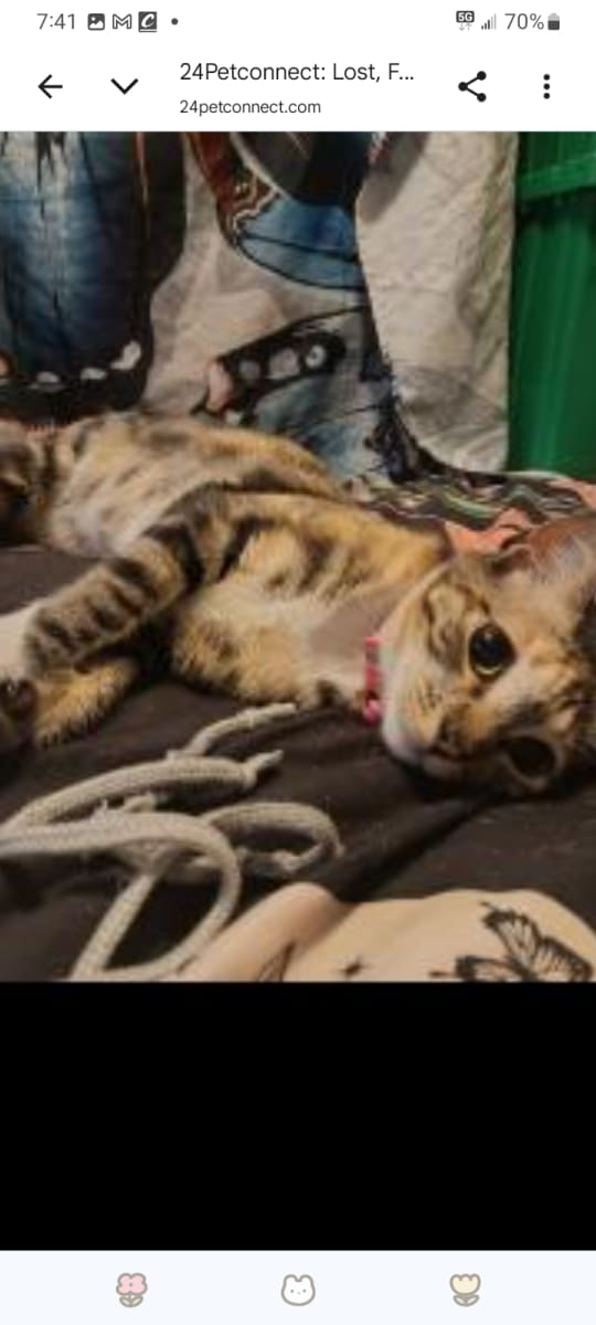 Cat photo