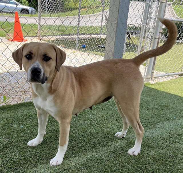 Photo of Nova