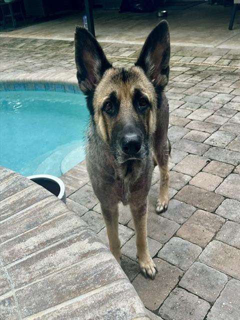 Photo of Bailey