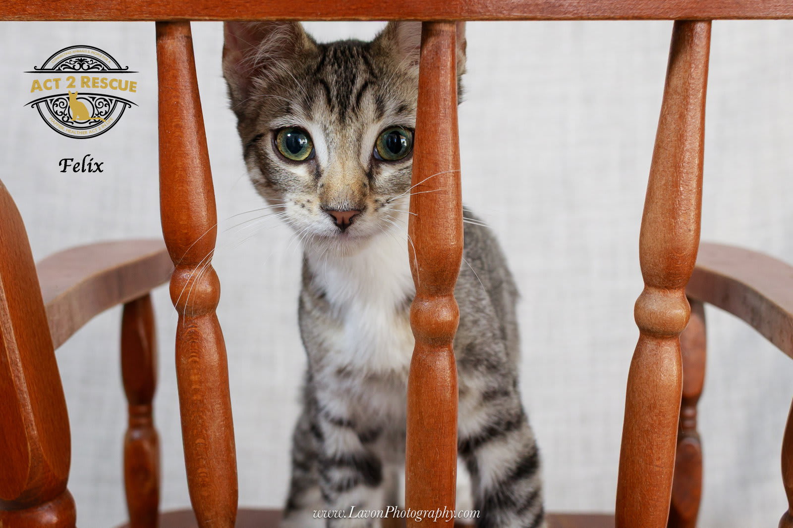 Photo of Felix