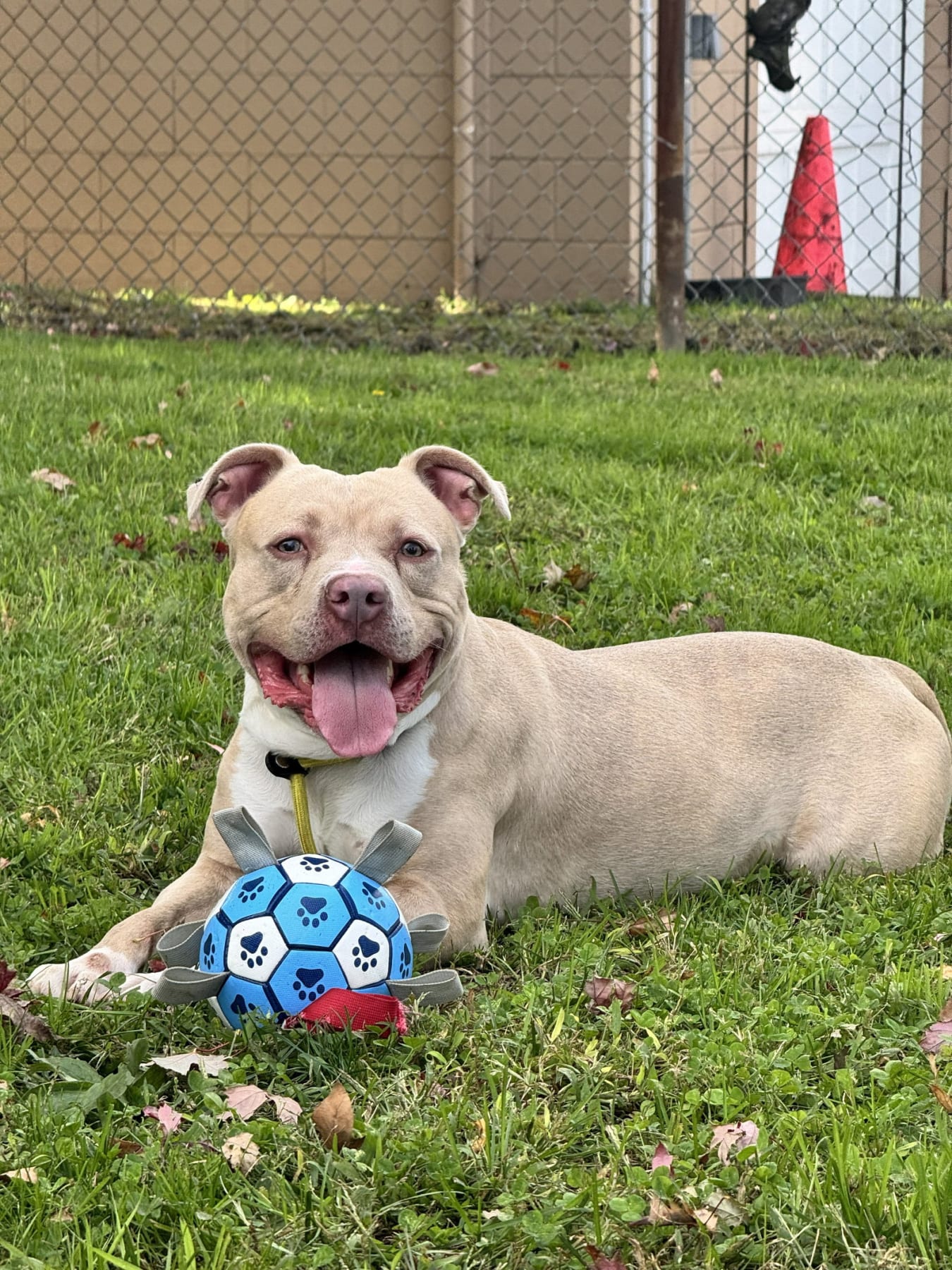 Photo of Enzo
