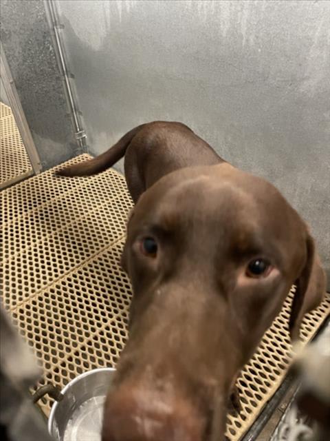 Photo of Moose