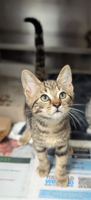 Photo of Cat