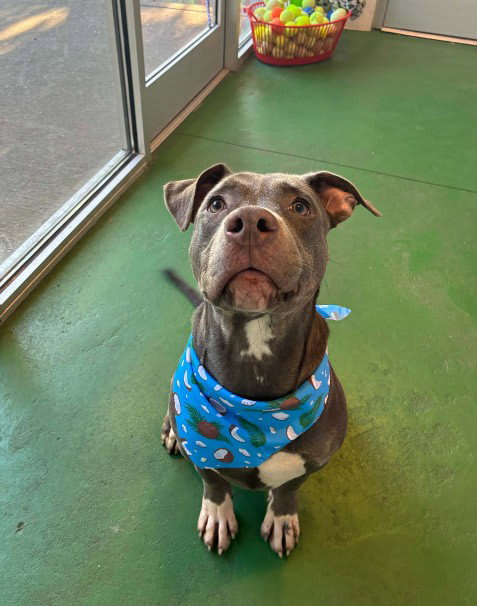 Photo of Dog