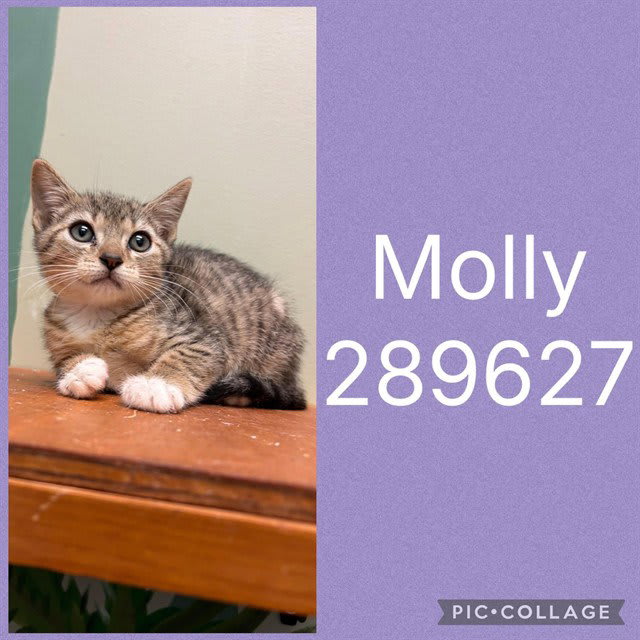 Photo of Molly