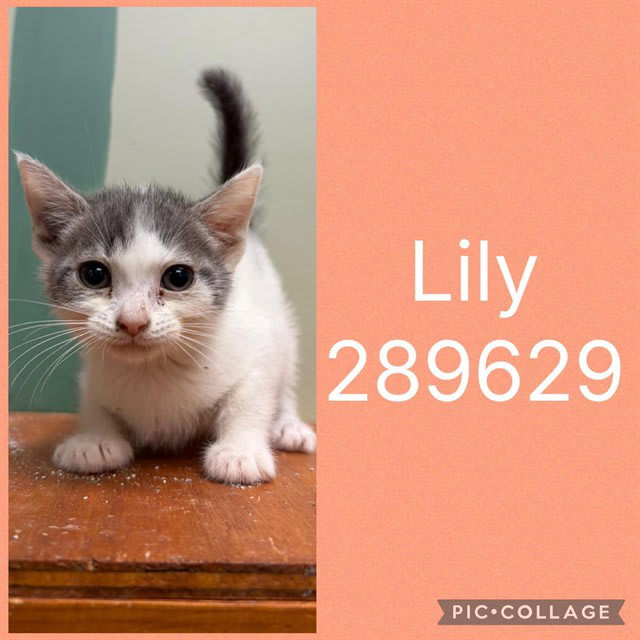 Photo of Lily