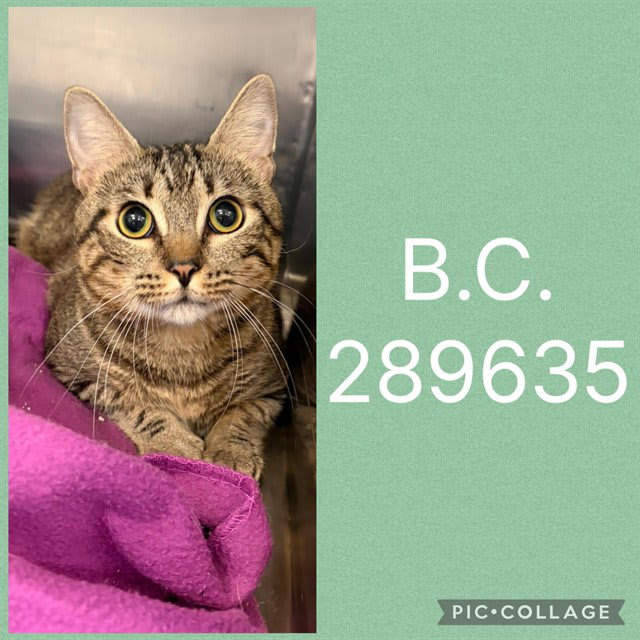 Photo of B.C.