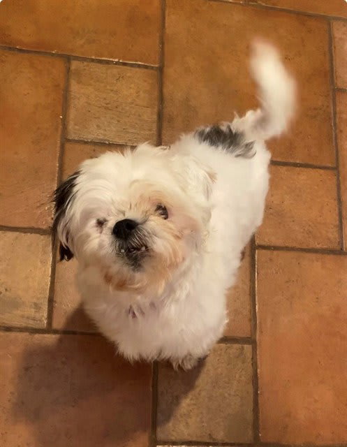 Photo of Bella