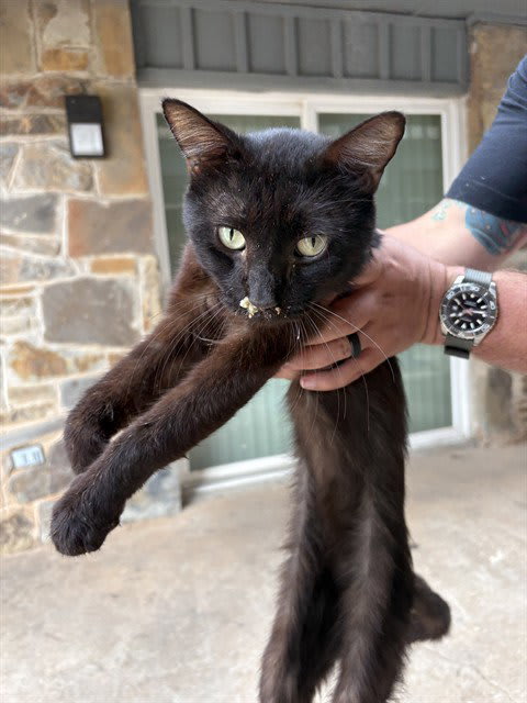 Photo of Cat